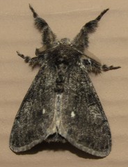 Dasychira grisefacta