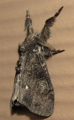 Dasychira grisefacta