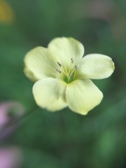 Linum rupestre