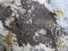 Acarospora americana