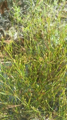 Stipulicida setacea