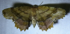 Cepphis armataria