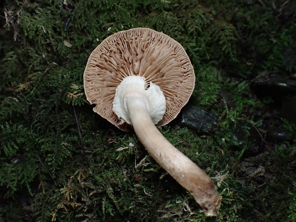 Cyclocybe