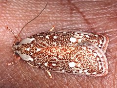 Euchaetis metallota