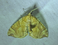 Eulithis propulsata