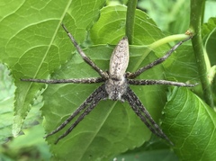 Pisaurina