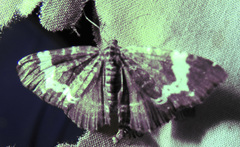 Rheumaptera hastata