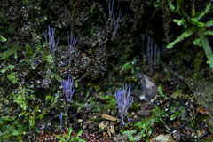 Ramariopsis pulchella