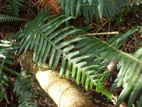 Image of Blechnum attenuatum by (c) agujaceratops, some rights reserved (CC BY)