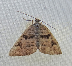 Xanthorhoe abrasaria