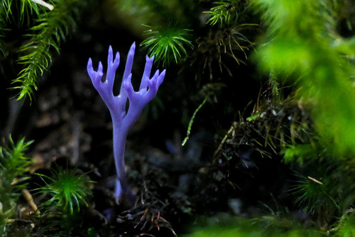 lilac coral fungus