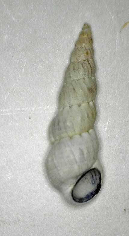 Opalia spongiosa