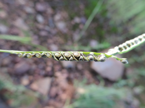 Paspalum melanospermum
