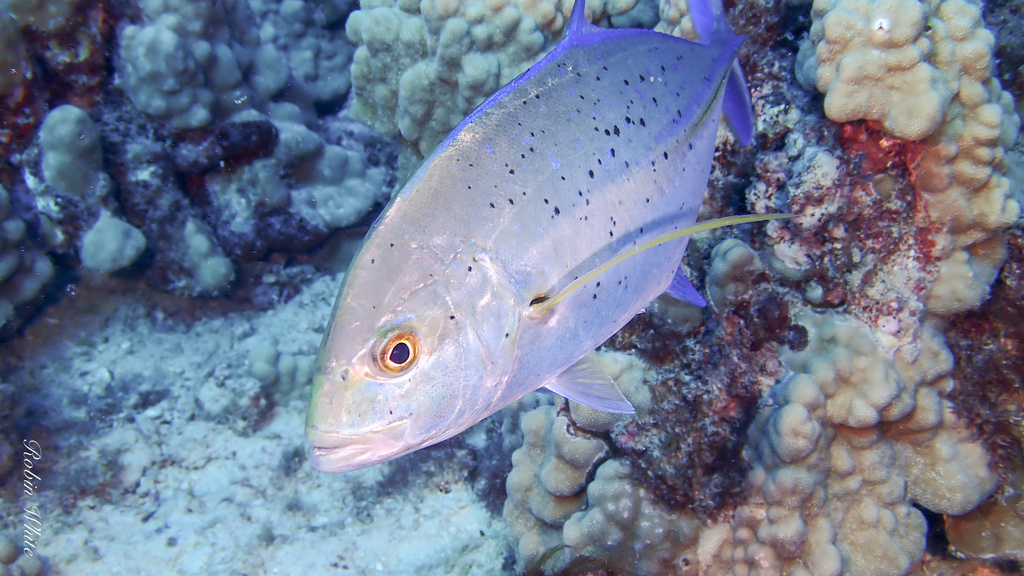 Bluefin trevally