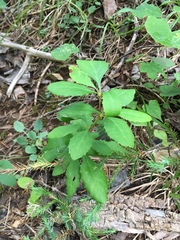 Berberis canadensis