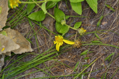 Image of Verbesina lindheimeri by (c) Michelle W. （鍾偉瑋）, some rights reserved (CC BY)