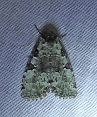 Leuconycta lepidula