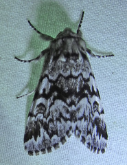 Panthea acronyctoides