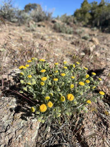 Image of Erigeron aphanactis by (c) Matt Berger, some rights reserved (CC BY)