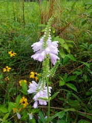 Physostegia digitalis