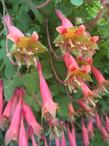 Image of Tropaeolum pentaphyllum by no rights reserved