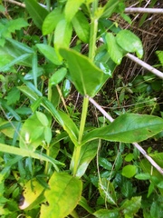 Physostegia digitalis