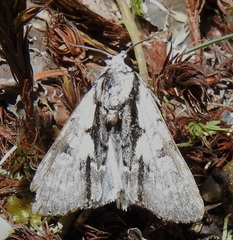 Acronicta funeralis