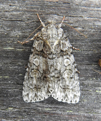 Acronicta modica