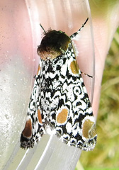 Harrisimemna trisignata