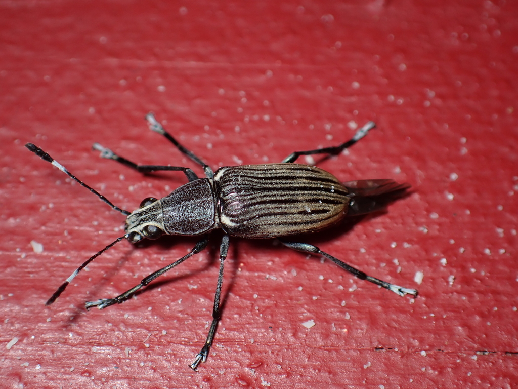 Acanthopygus lineatus
