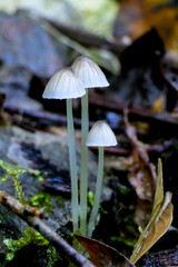 Mycena subviscosa