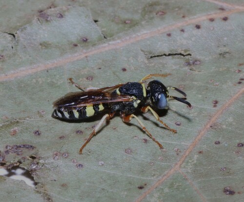 Flat-collared Beewolf photo 4
