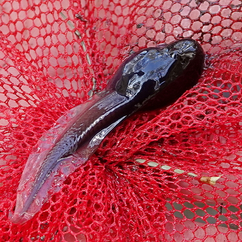 Rawlinsonia watsoni