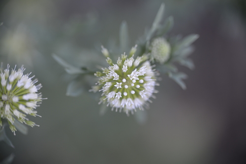 Image of Acicarpha tribuloides by (c) María Zeta, some rights reserved (CC BY)