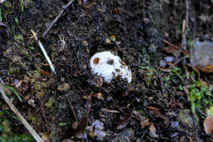 Descomyces