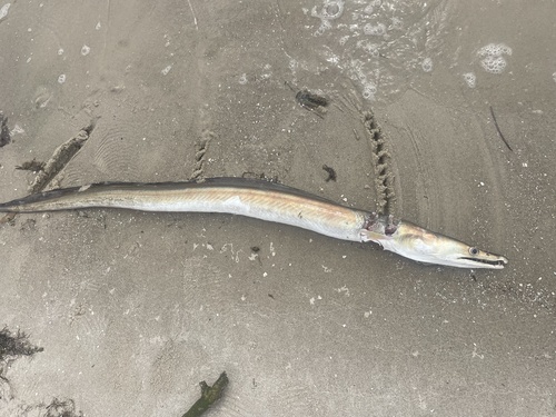 Common pike conger (Muraenesox bagio) — Muraenesocidae — 3