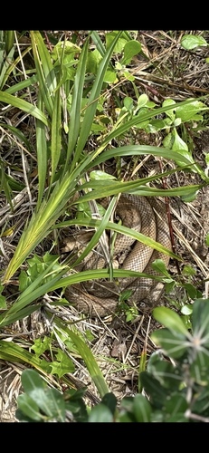 Eastern Brown Snake sighting