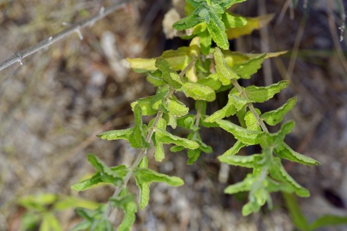 Image of Brickellia cylindracea by (c) Michelle W. （鍾偉瑋）, some rights reserved (CC BY)