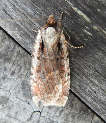 Eueretagrotis attentus