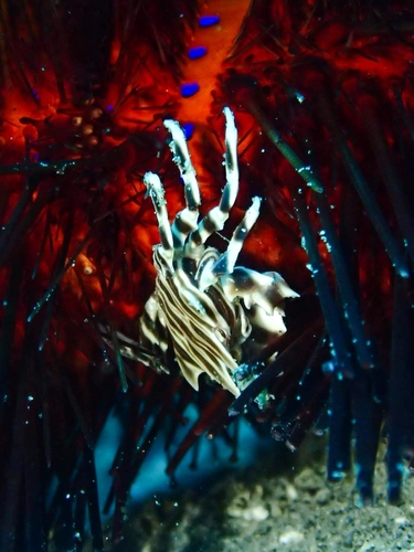 Zebrida adamsii