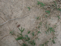 Dasymutilla scaevola