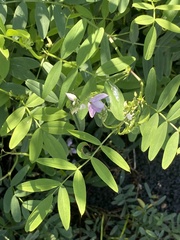 Goats Rue (Galega officinalis)