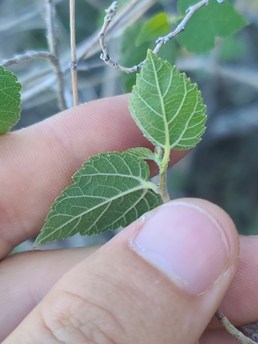 Image of Morus microphylla by no rights reserved