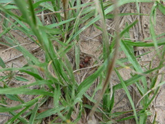 Dasymutilla scaevola