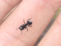 Cephalotes basalis