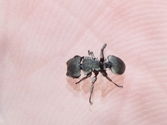 Cephalotes basalis