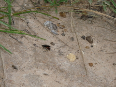 Dasymutilla scaevola