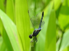 Erythrodiplax kimminsi