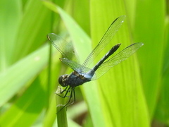 Erythrodiplax kimminsi