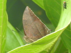 Memphis moruus